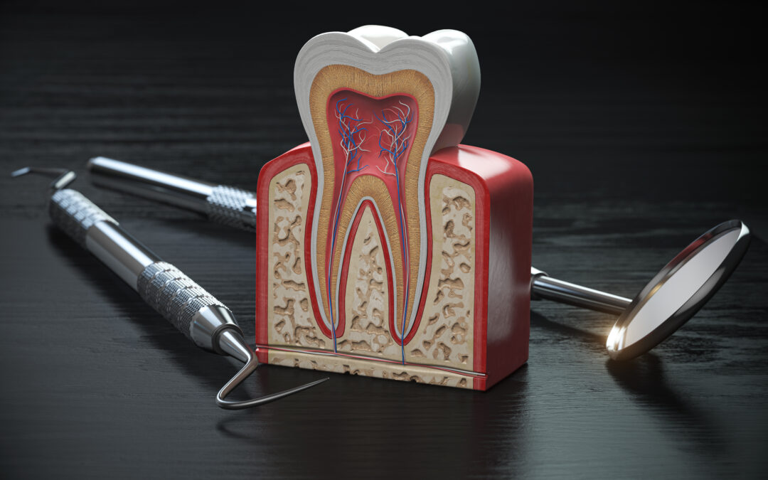 Dental Facts – The Structure of a Tooth and How Preventative Dentistry Wins